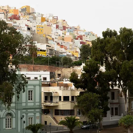 Eucalipto Las Palmas de Gran Canaria