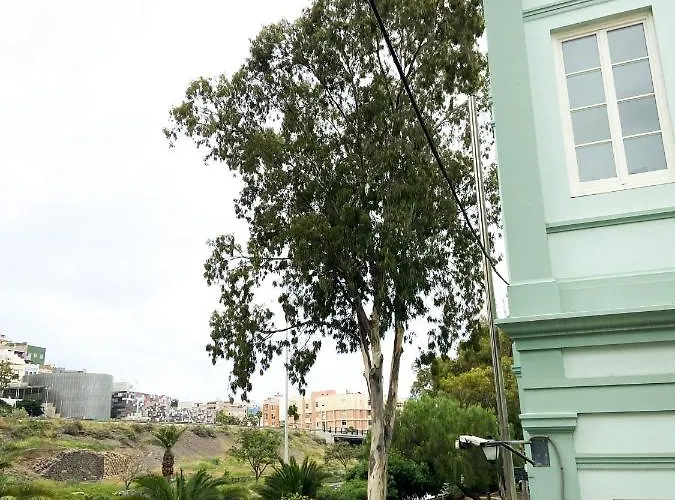 Eucalipto Las Palmas / Gran Canaria