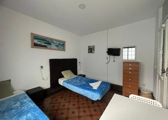 Eucalipto Las Palmas / Gran Canaria