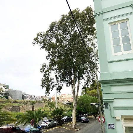 Eucalipto Las Palmas de Gran Canaria