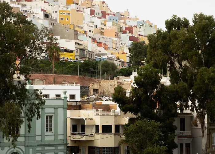 Eucalipto Las Palmas de Gran Canaria